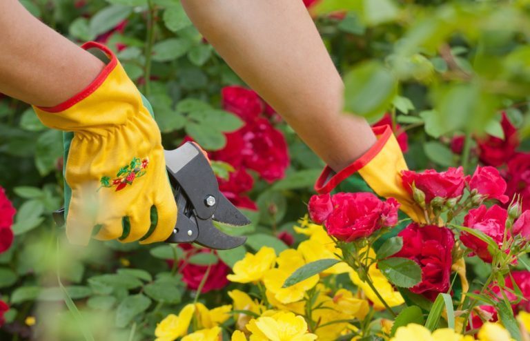 comment bouturer rosier