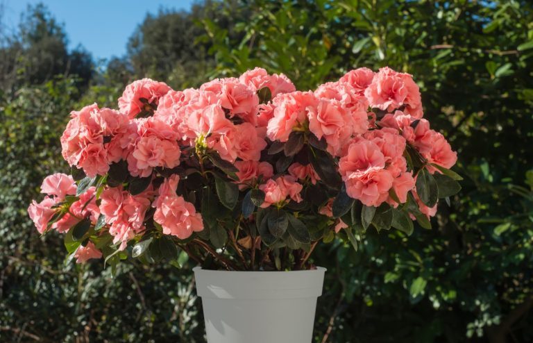 rhododendron en pot