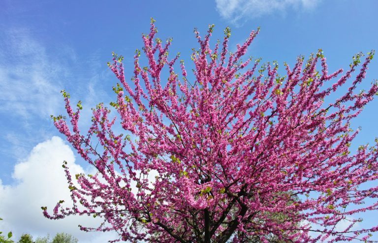 arbre de judée inconvénients