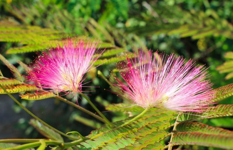 albizia inconvénient