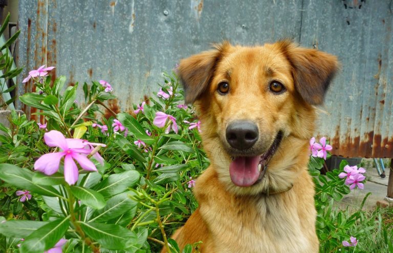 répulsif chien remède de grand-mère