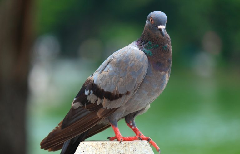 comment faire fuir les pigeons