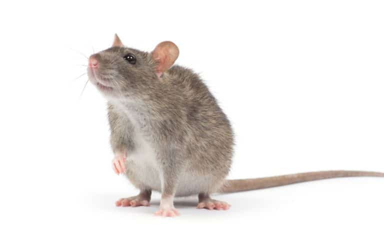 repulsif pour rat