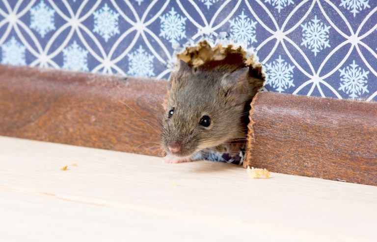 comment faire sortir une souris de sa cachette