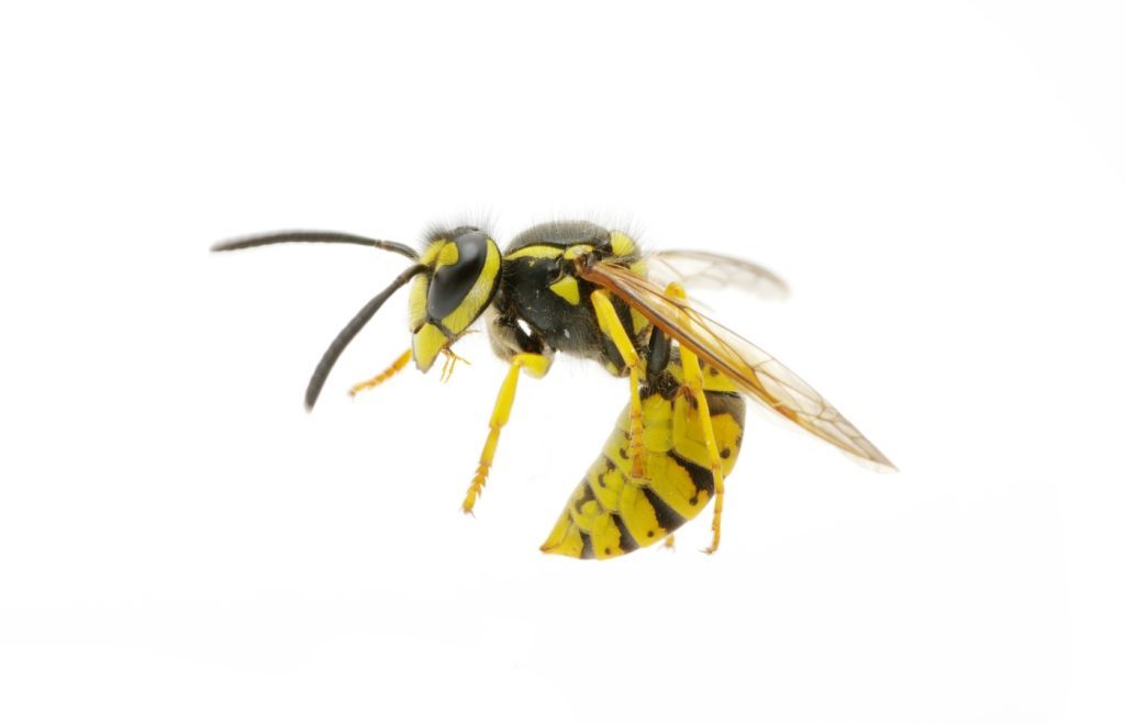 ce qui attire les guepes