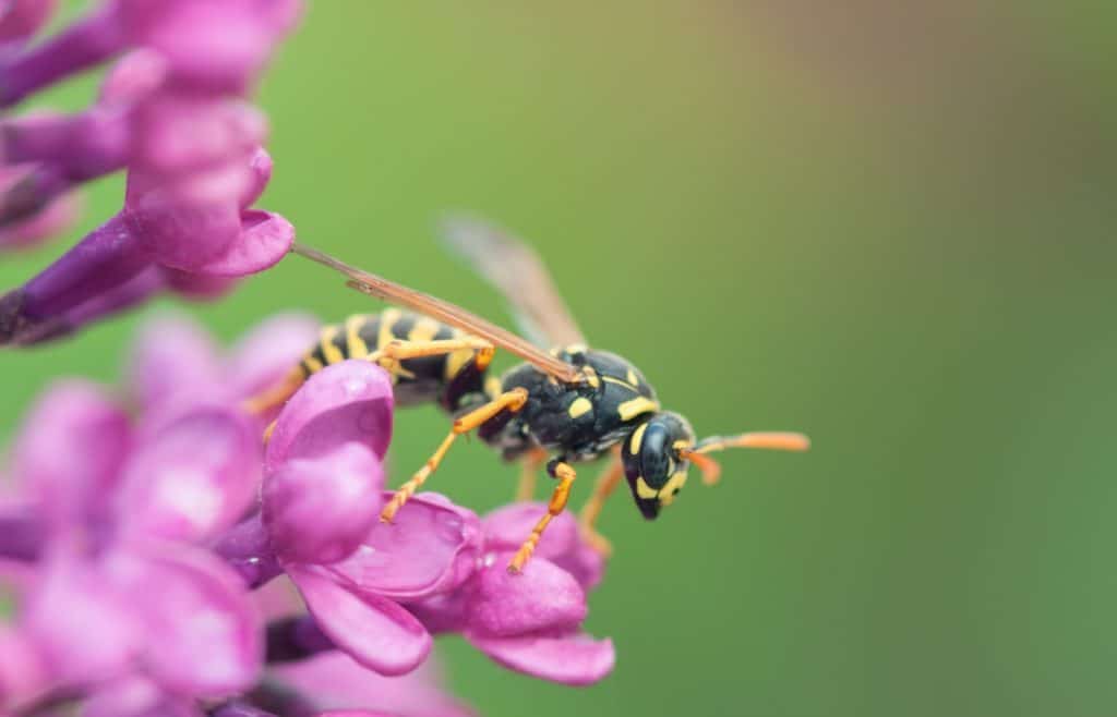 guepe sur fleur