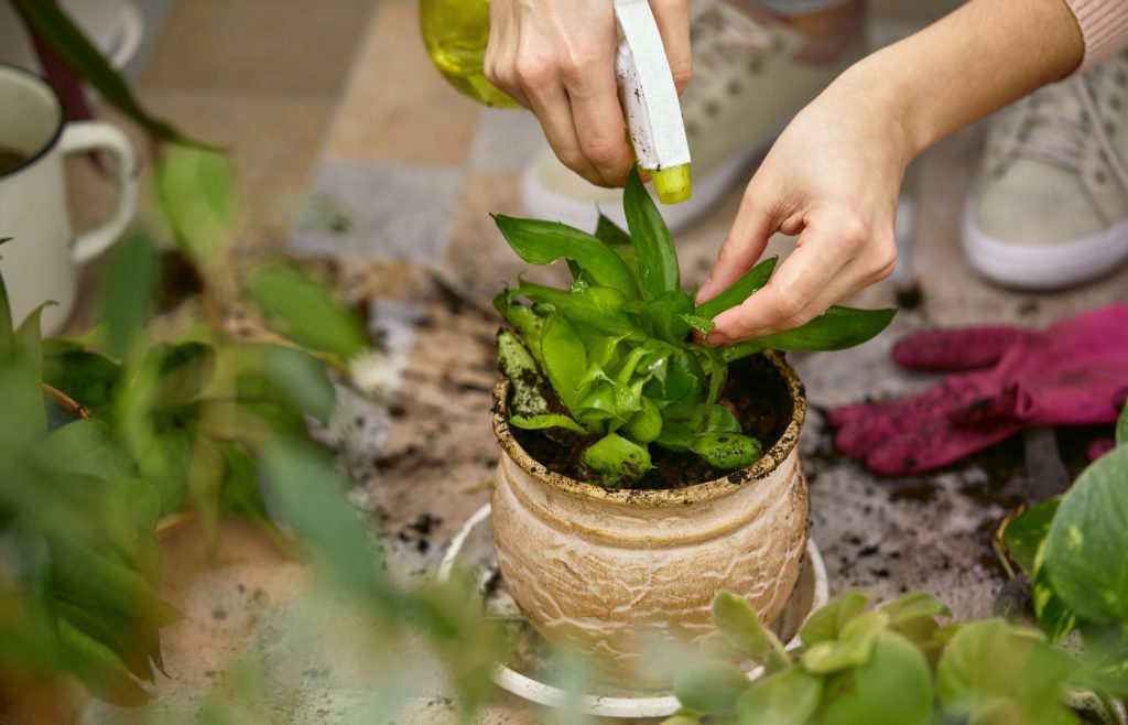 vinaigre blanc pour plante