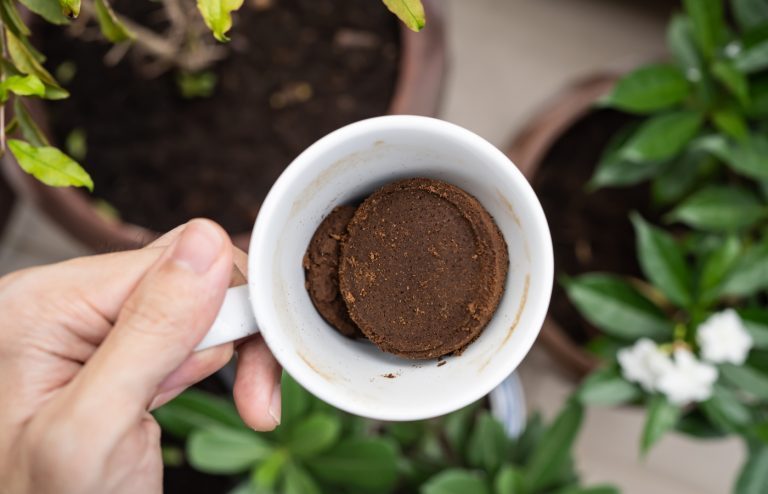utilisation marc de café jardin