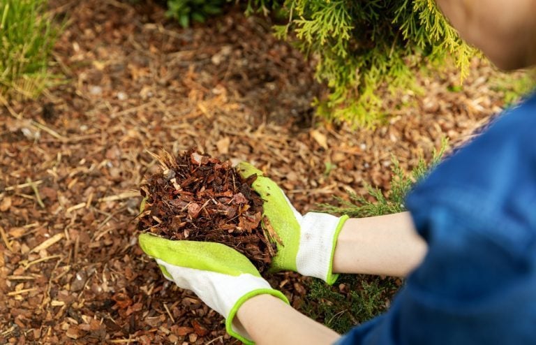 avantages paillage jardin