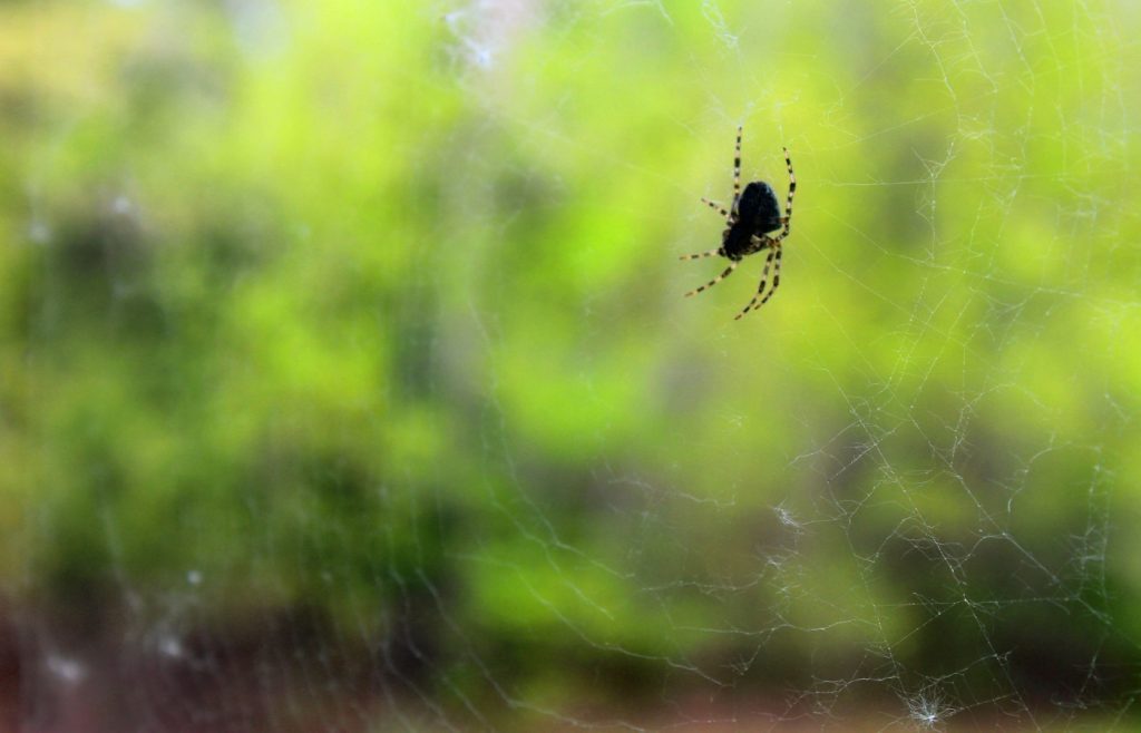 pourquoi les araignées rentrent dans les maisons en septembre