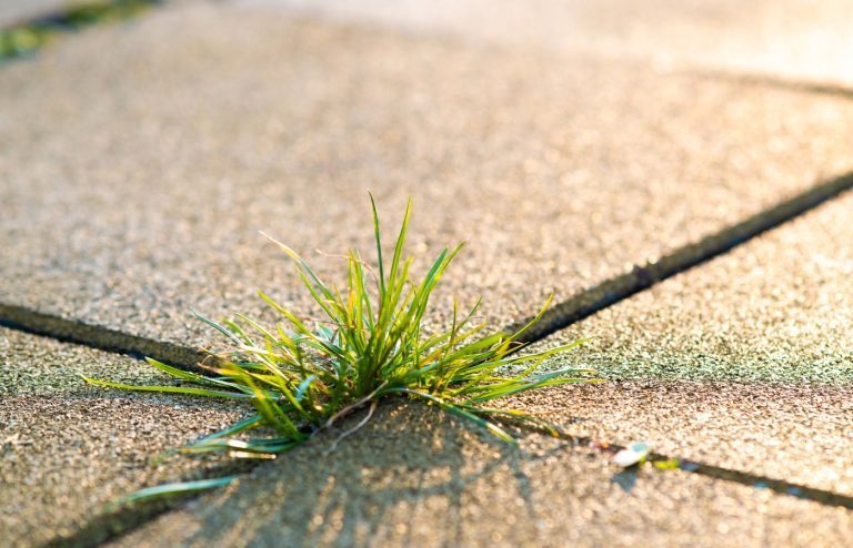 éliminer les mauvaises herbes entre les dalles d'une terrasse