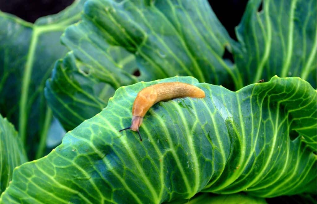 quelles sont les plantes anti-limaces