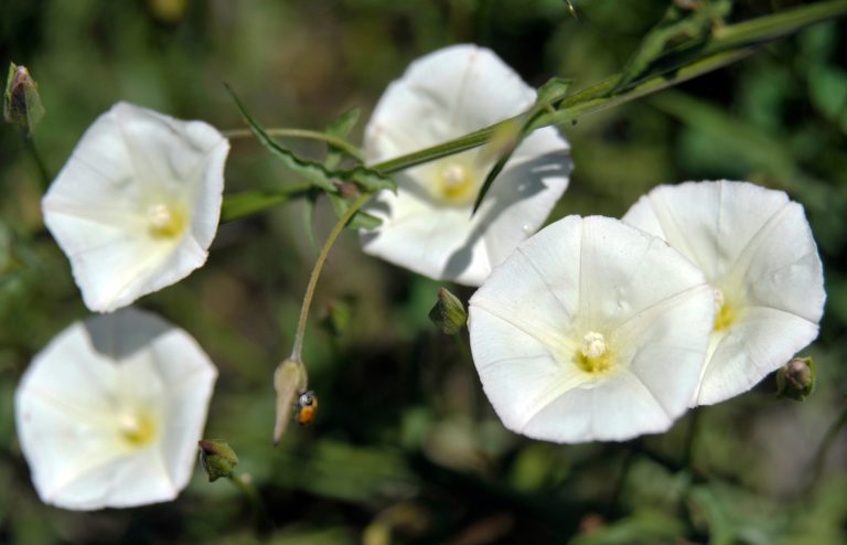 astuces naturelles pour se debarrasser des liserons jardin