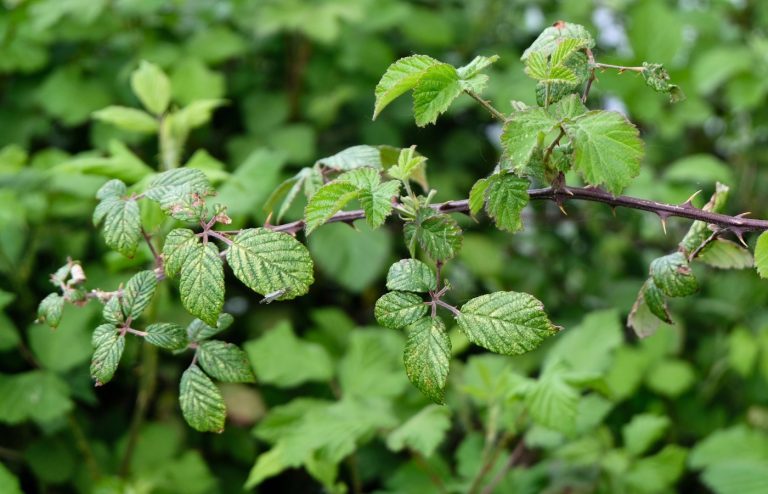comment se débarrasser des ronces naturellement