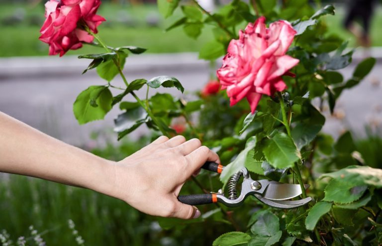 comment tailler les rosiers à l'automne