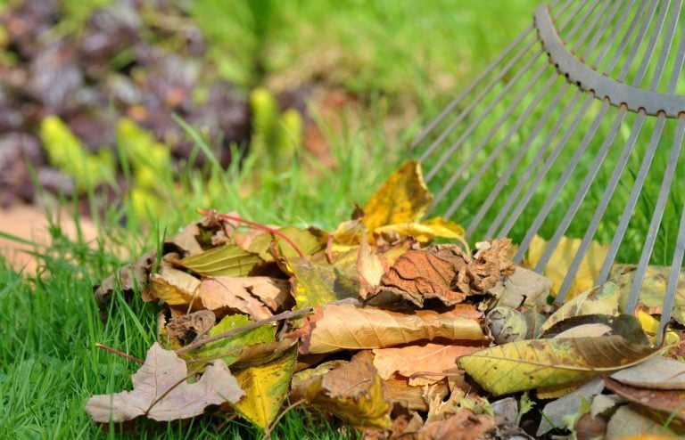 comment utiliser feuilles mortes jardin