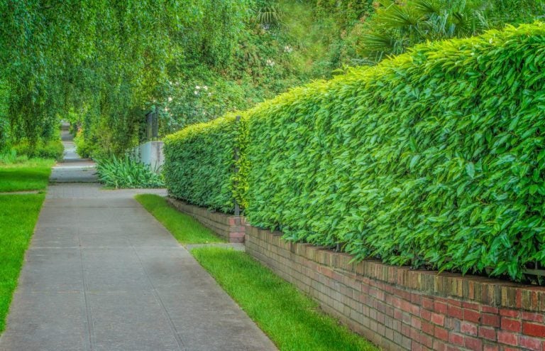 quelles plantes haies brise vue
