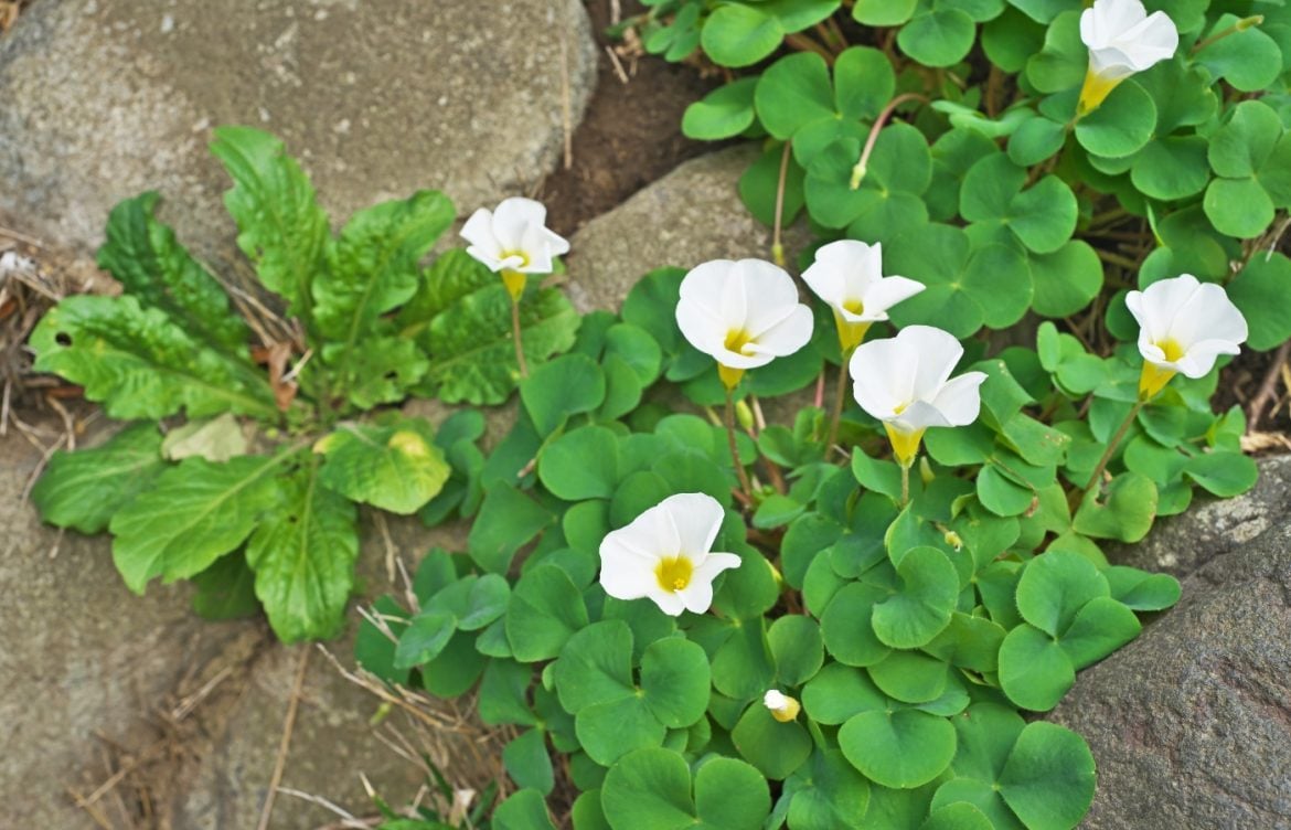 comment se debarrasser de l'oxalis
