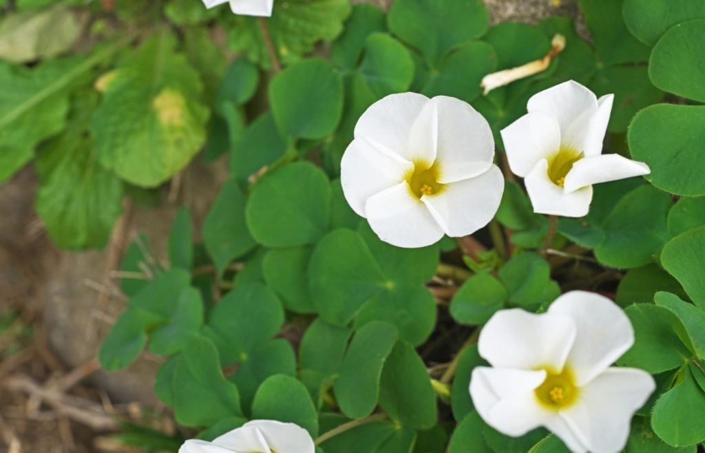éliminer l'oxalis jardin