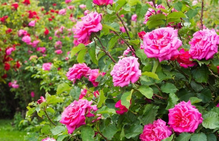 rosiers qui fleurissent toute l'année