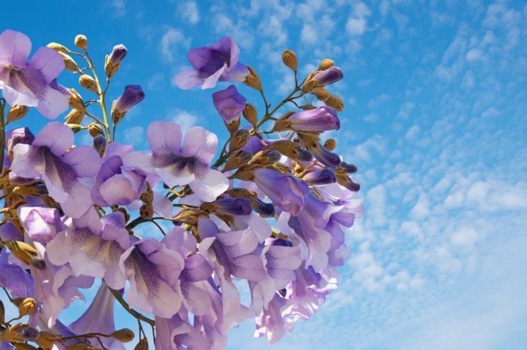 vitesse croissance paulownia