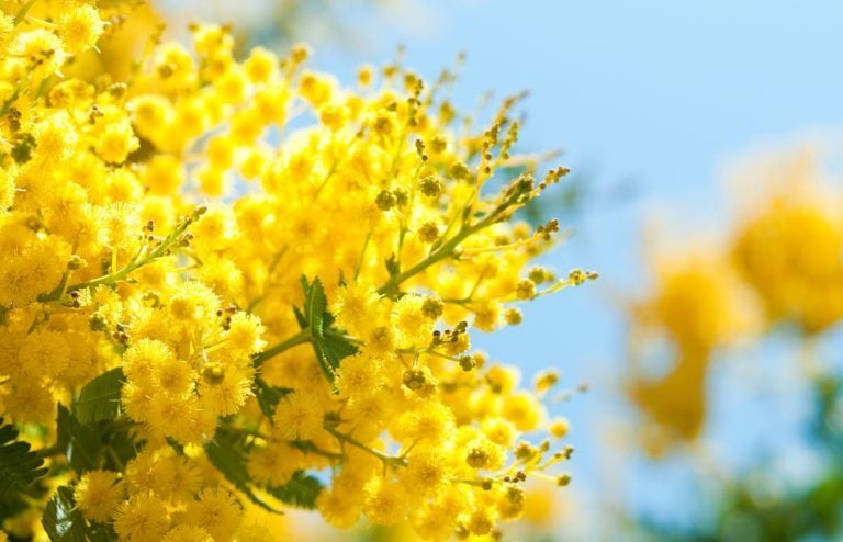 quand planter un mimosa