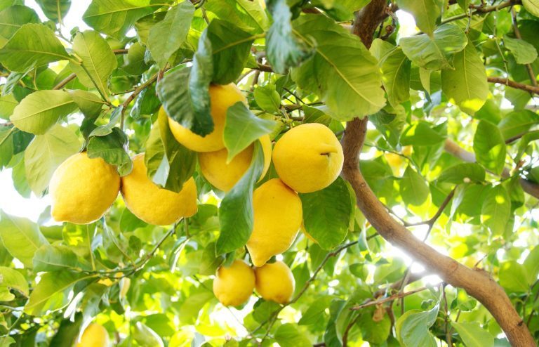 quand et comment tailler citronnier