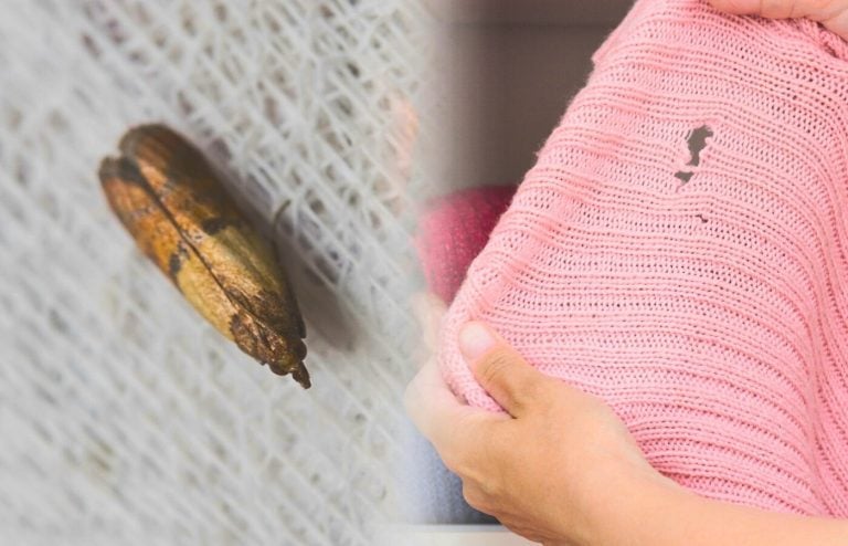 comment se débarrasser des mites vêtements