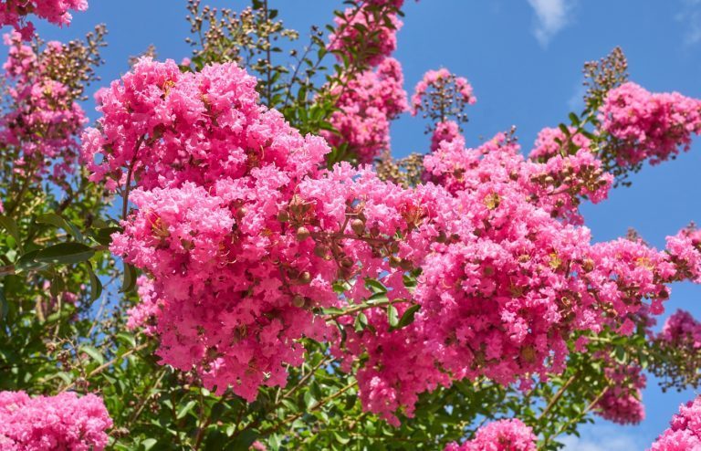quand et comment tailler un lilas des indes
