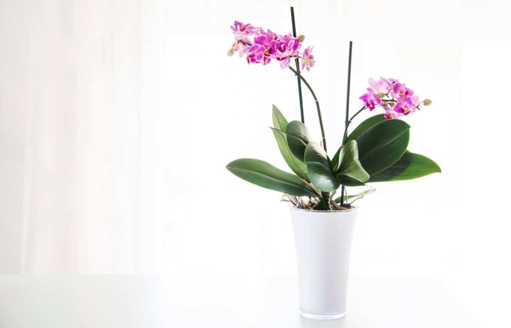 pot rempoter orchidée
