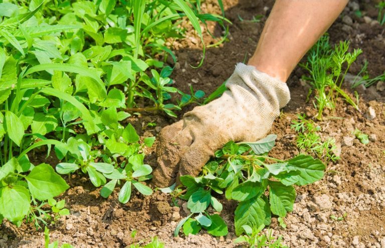 meilleur moment pour désherber son jardin