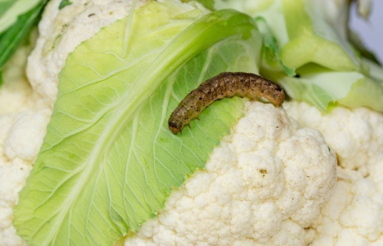 comment se débarrasser des chenilles sur les choux