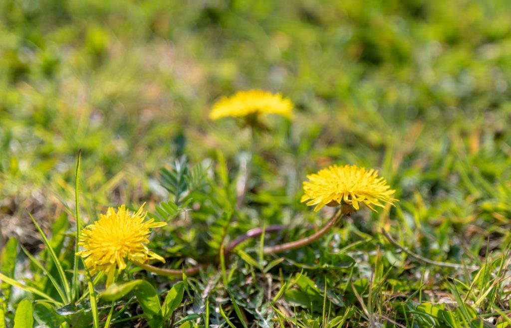 pelouse mauvaises herbes
