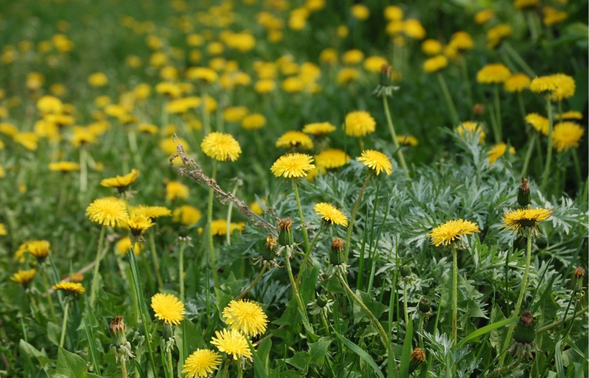 comment refaire une pelouse pleine de mauvaises herbes