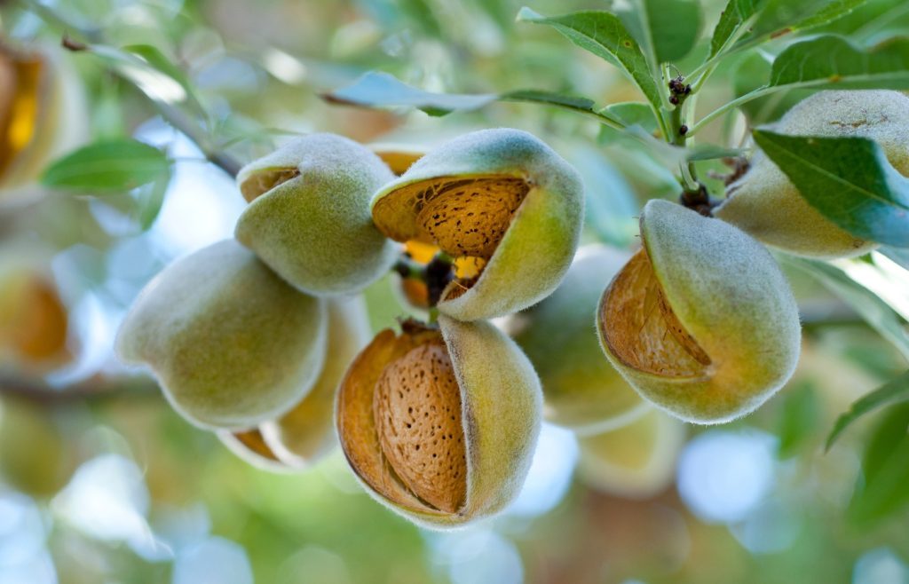amandes sur arbre
