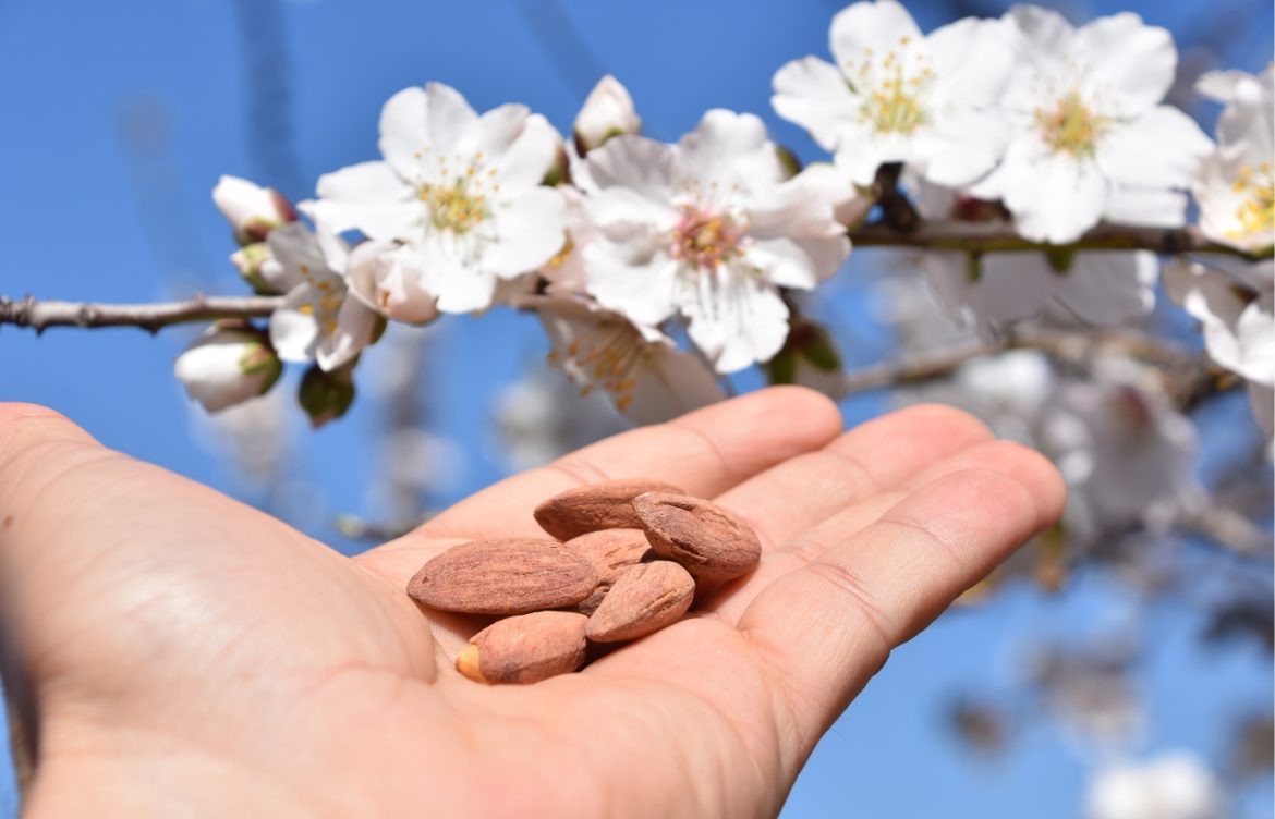 comment planter un amandier