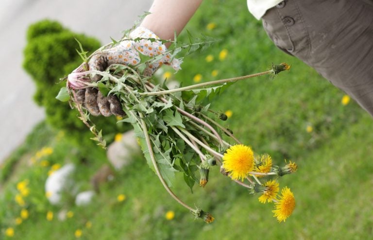 recette de grand-mère pour éliminer les mauvaises herbes