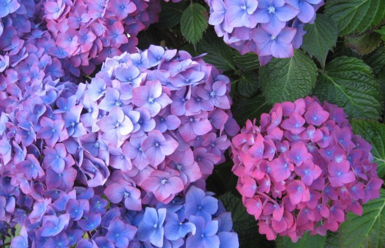 quand et comment tailler les hortensias