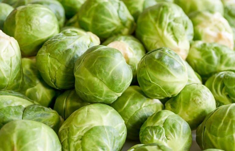 quand planter les choux de bruxelles