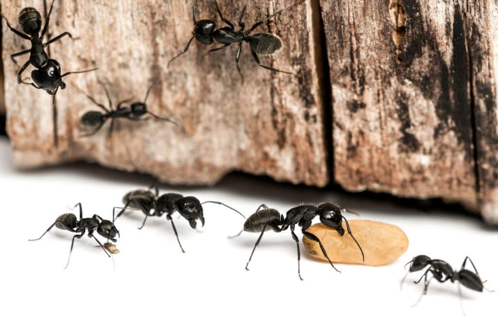 eliminer fourmis charpentieres