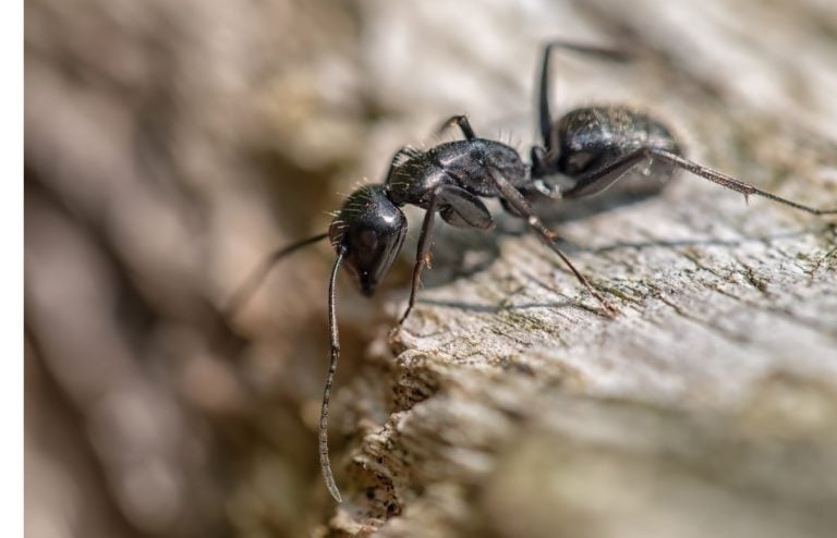 comment se debarrasser des fourmis charpentieres