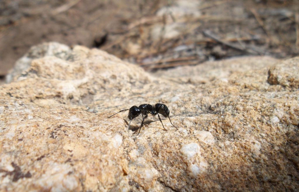 fourmis charpentières sans débarrasser