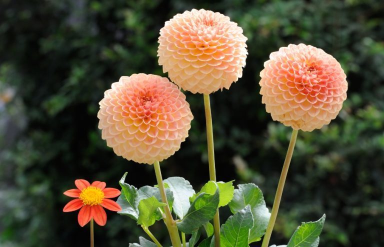 faut-il tailler ses plantes vivaces à l'automne