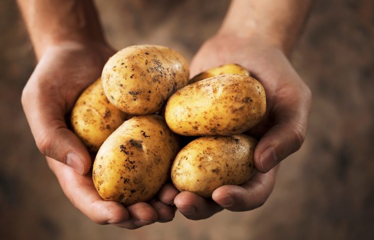 quand planter des pommes de terre