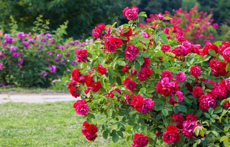quand tailler les rosiers buissons