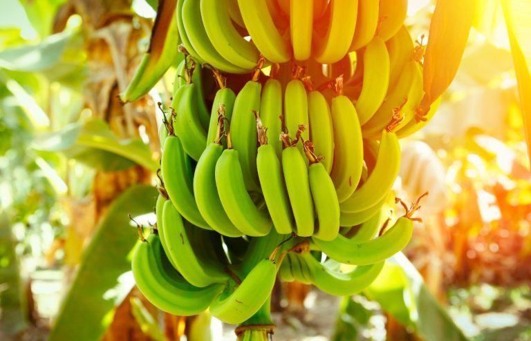 planter et cultiver bananier