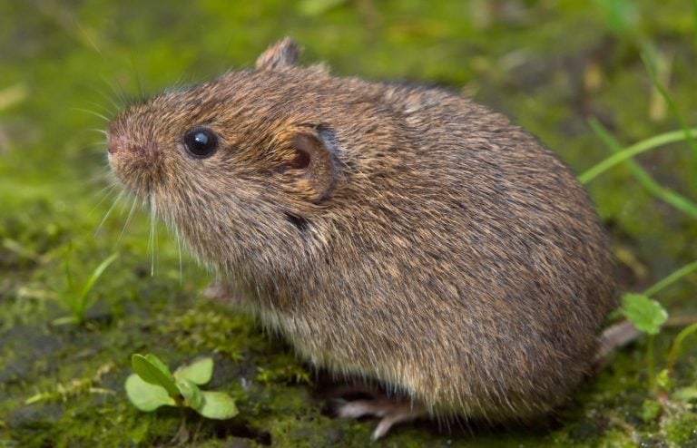 comment se débarrasser du rat taupier