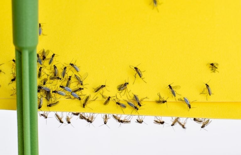 comment se débarrasser des moucherons avec un piège facile