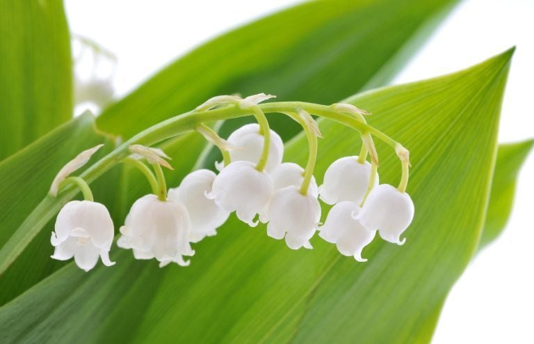 comment planter muguet