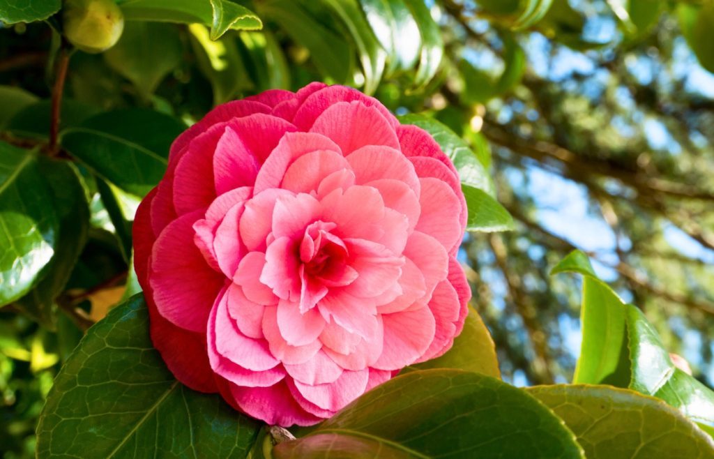 entretien camelia
